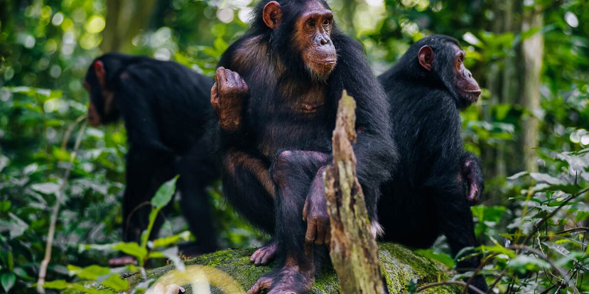 Giswati Mukura National Park: A Hidden Gem for Golden Monkey Trekking, Chimpanzee Encounters, and Birding in Rwanda