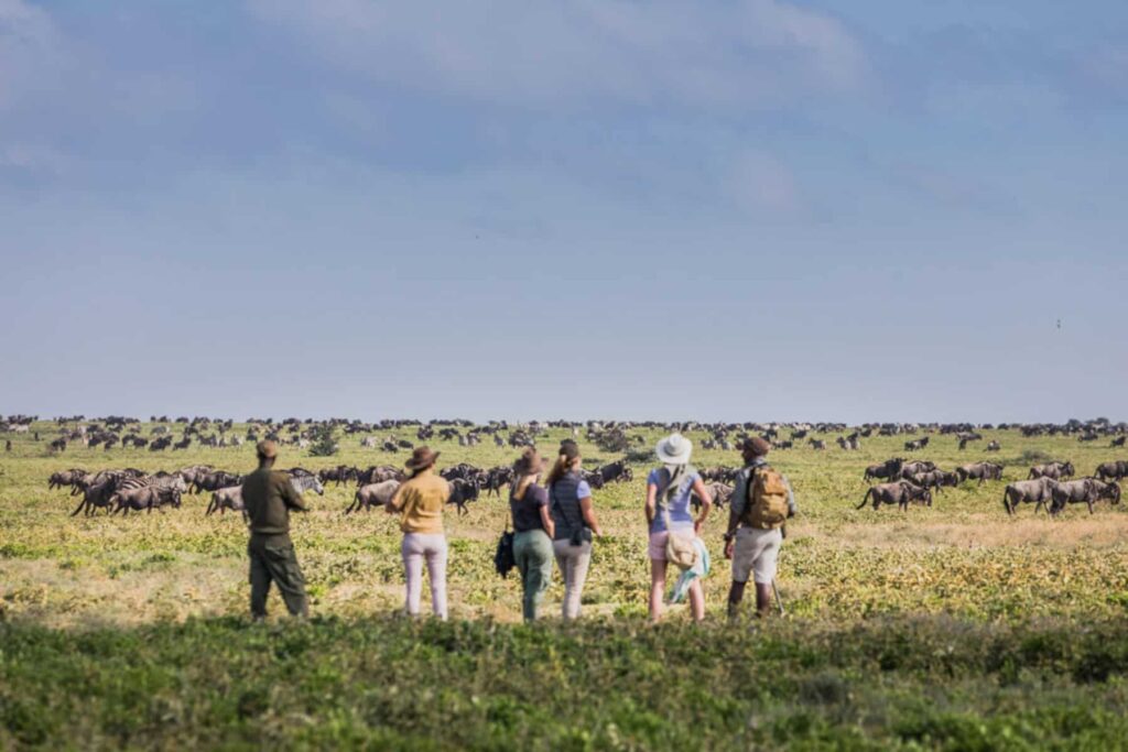Wildebeest Calving Season in the Southern Serengeti & Ndutu: Nature’s Most Dramatic Arrival