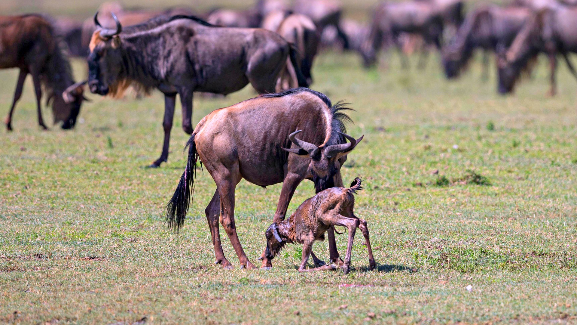 Wildebeest Calving Season in the Southern Serengeti & Ndutu: Nature’s Most Dramatic Arrival
