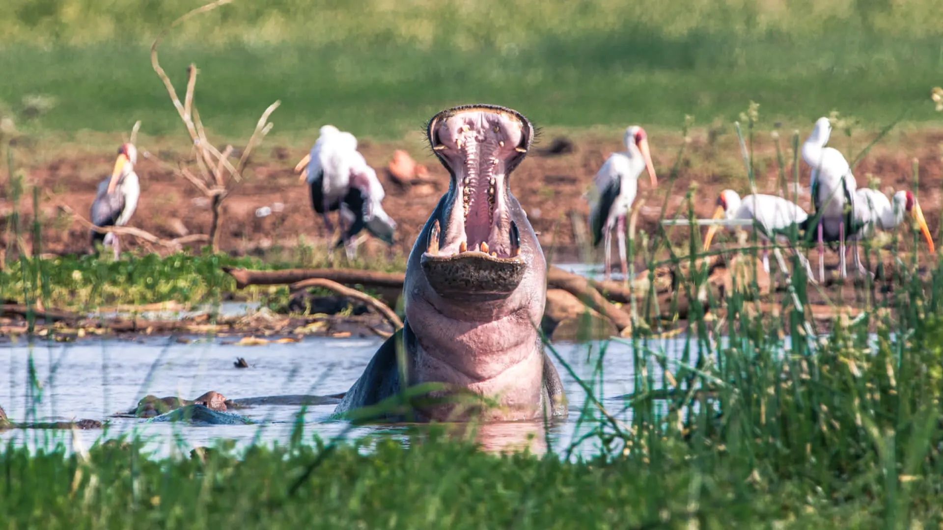 Explore Five Famous Lakes of Tanzania