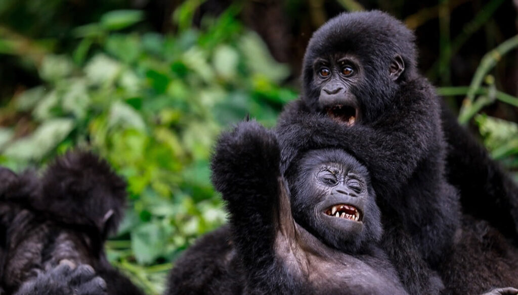 Uganda Budget Safaris: Affordable Adventures Without Cutting Corners