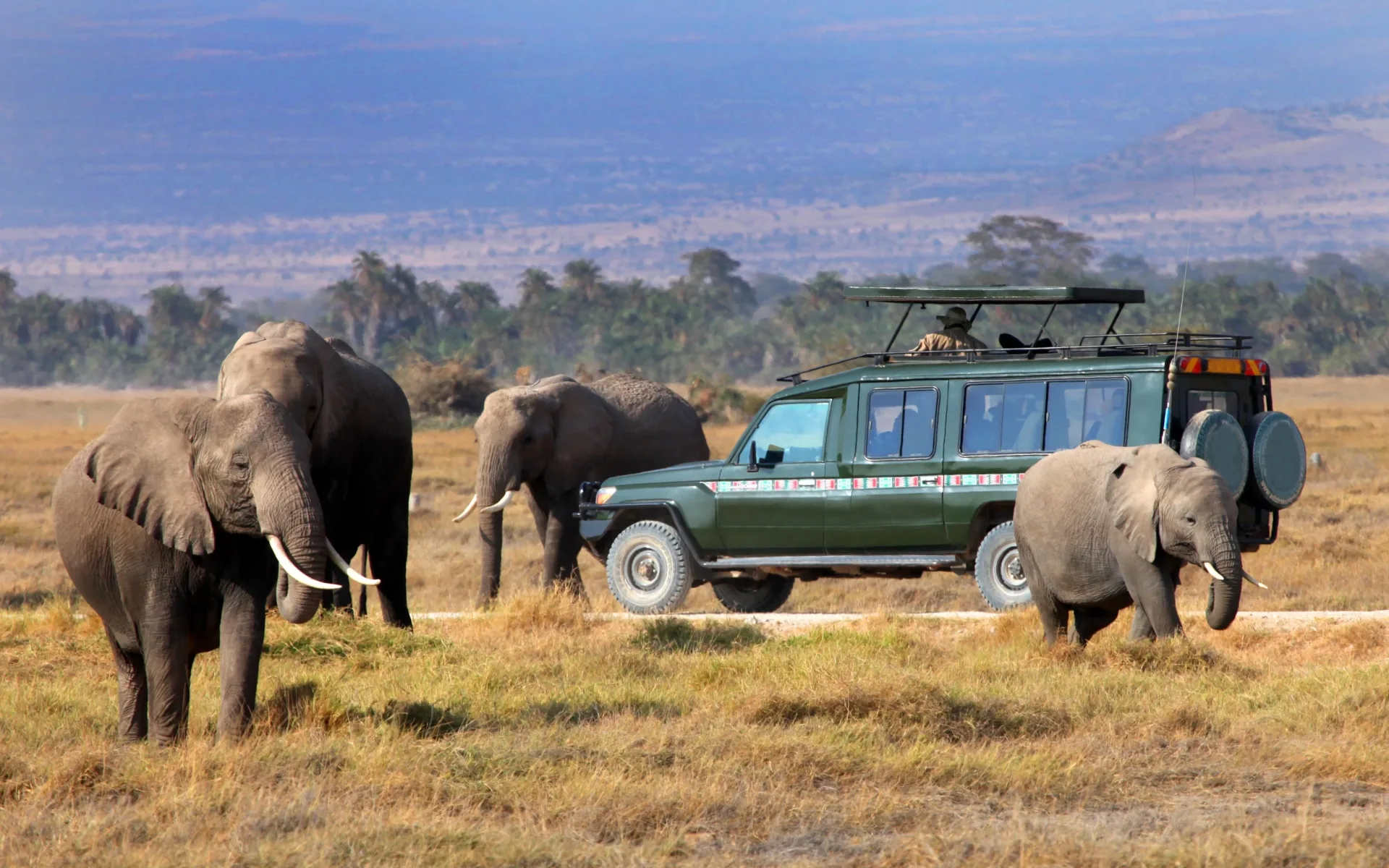 Uganda Budget Safaris: Affordable Adventures Without Cutting Corners