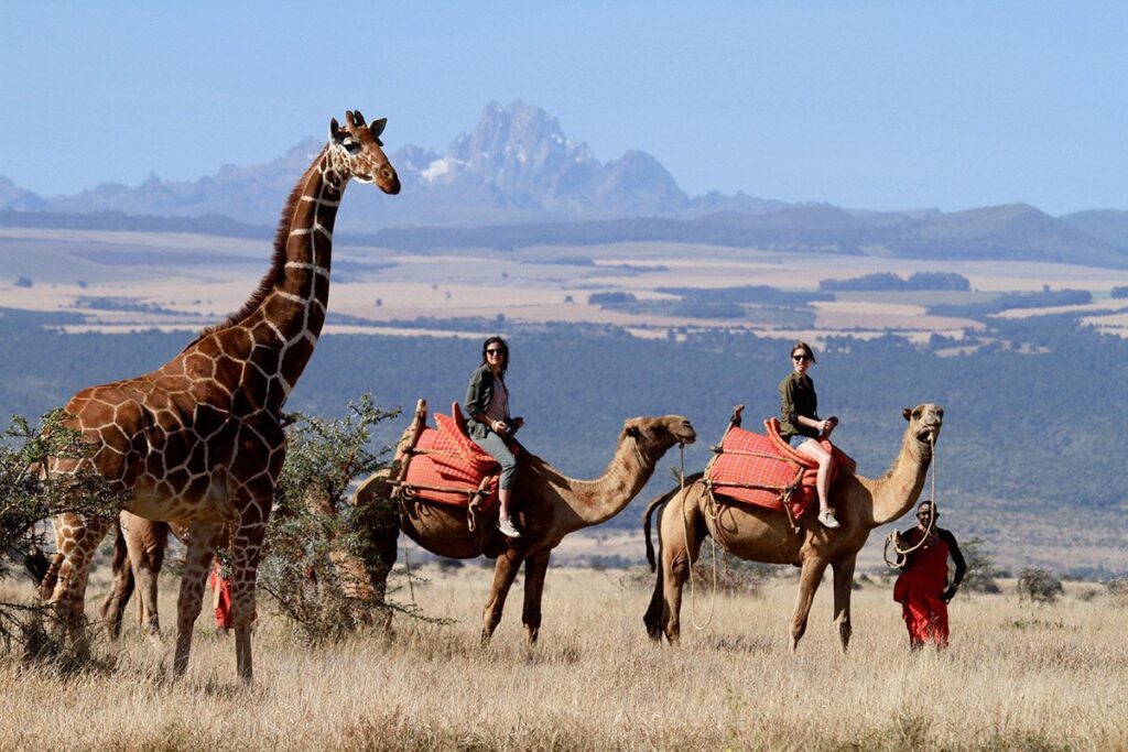 Camel Trekking in Samburu Reserve: A Different Kind of Kenya Safari