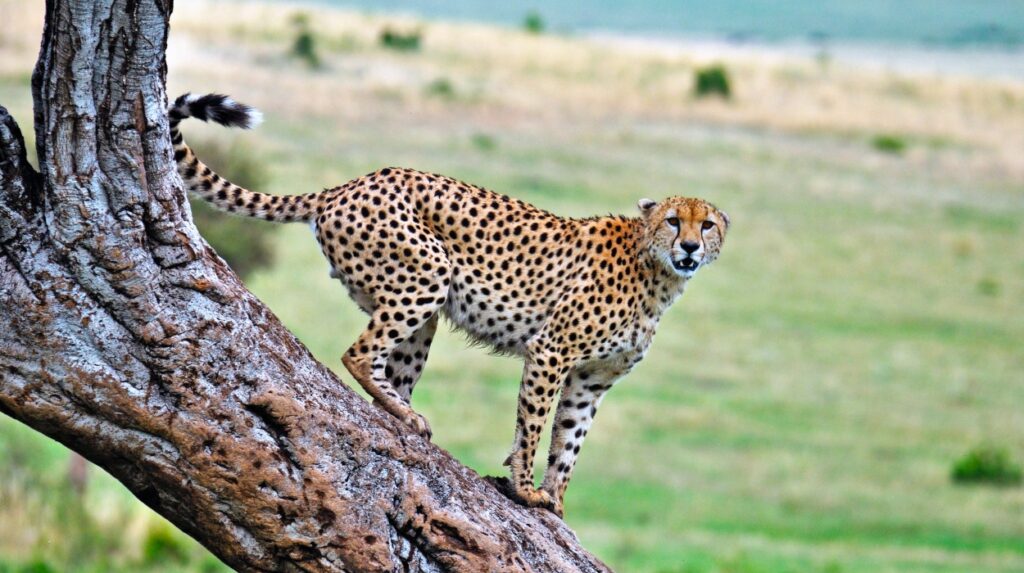 Six Cats of the Serengeti: A Tanzanian Safari Journey