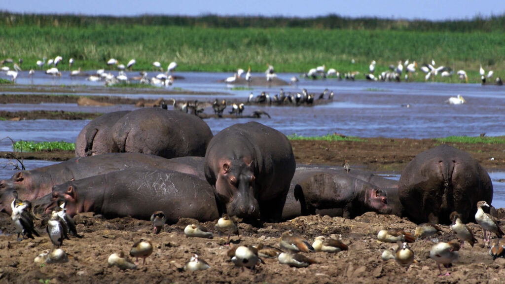 Explore Five Famous Lakes of Tanzania