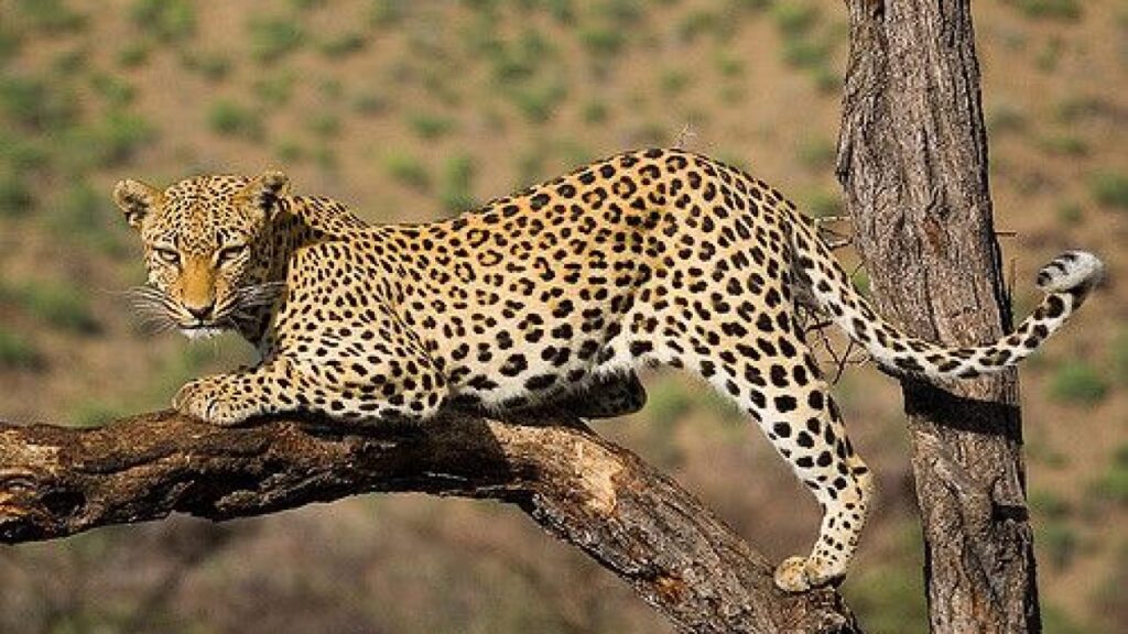 Six Cats of the Serengeti: A Tanzanian Safari Journey