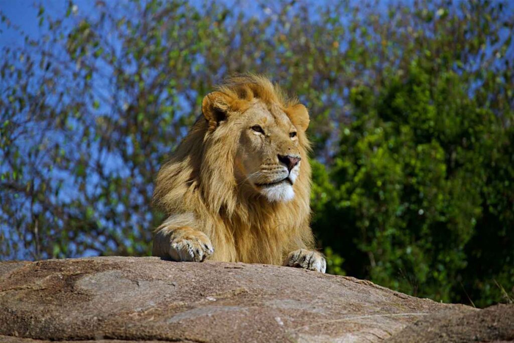 Six Cats of the Serengeti: A Tanzanian Safari Journey
