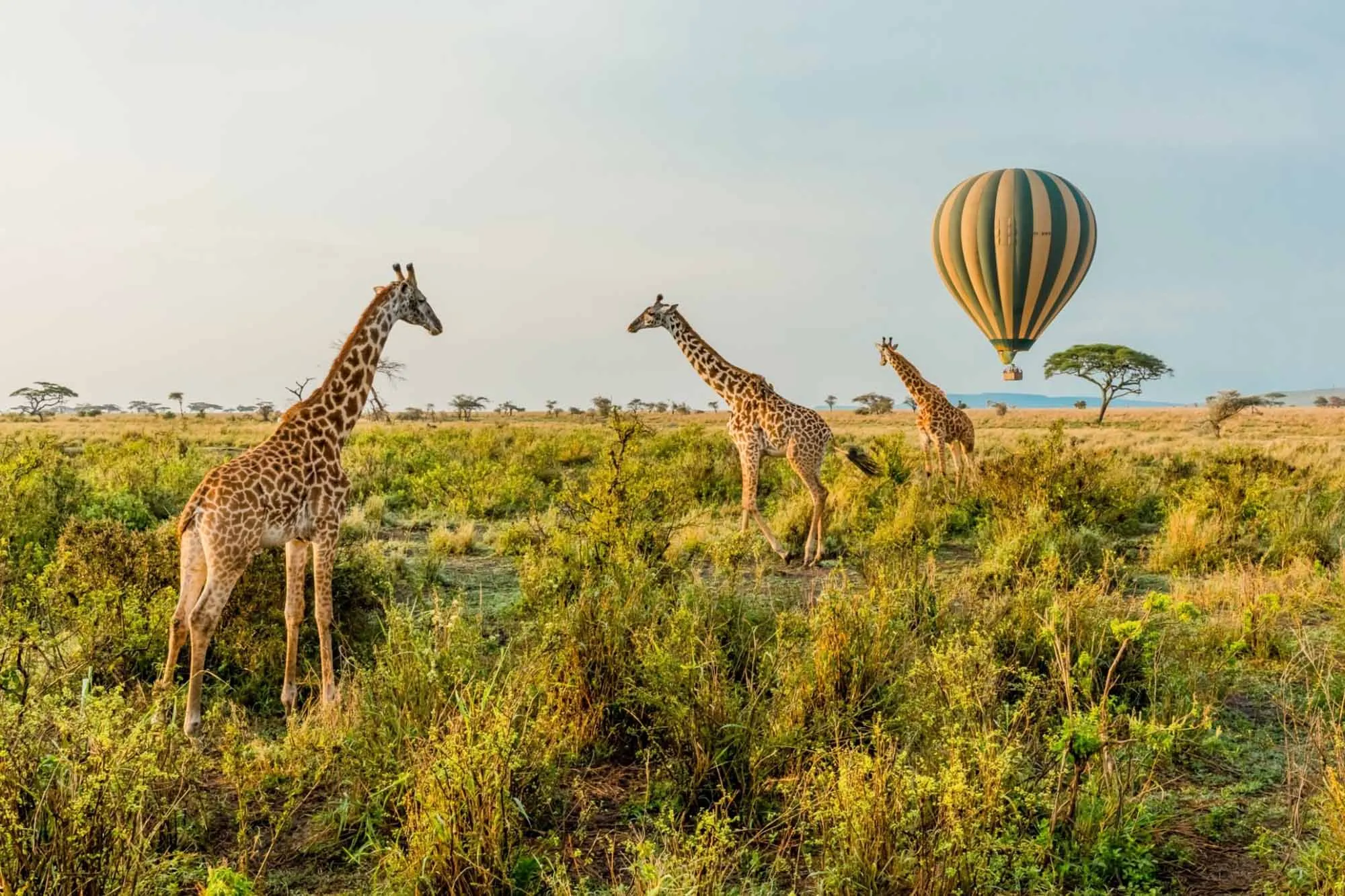 Best Safari in East Africa