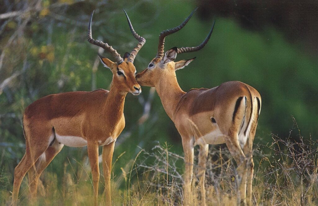 Burigi Chato National Park: A Hidden Gem for Adventurous Tanzania Safaris