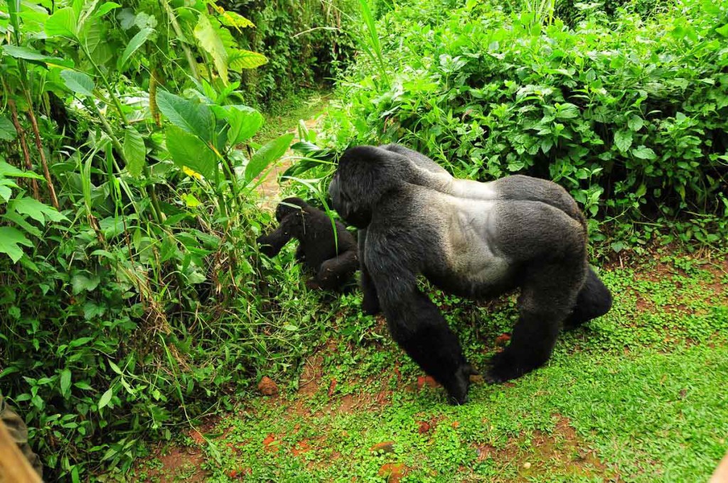 Discover Papa’s Camp in Murchison Falls National Park