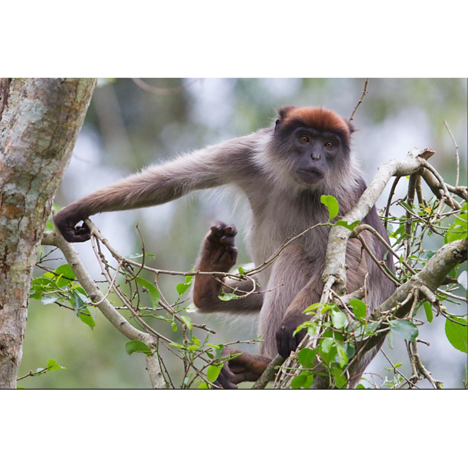 Burigi Chato National Park: A Hidden Gem for Adventurous Tanzania Safaris