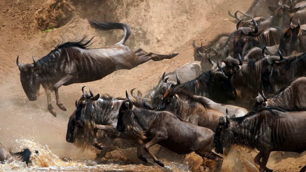 Best Safari in East Africa