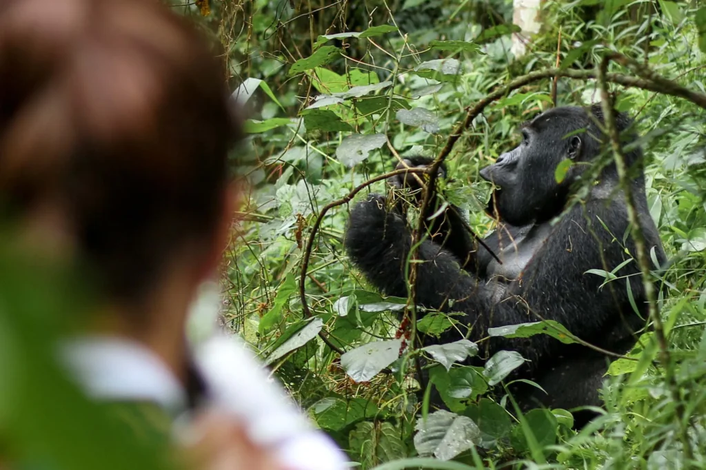3-Day Gorilla Trekking in Bwindi: An Unforgettable Uganda Safari